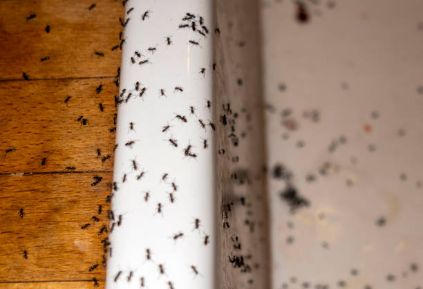 Best Pest Control Near Me in Parkers Prairie, MN